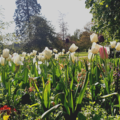 Tulips in University Parks