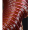 Nepenthes Peristome macro view