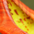 Nepenthes Peristome