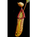 Nepenthes Trap