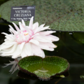 Victoria Cruziana water lily