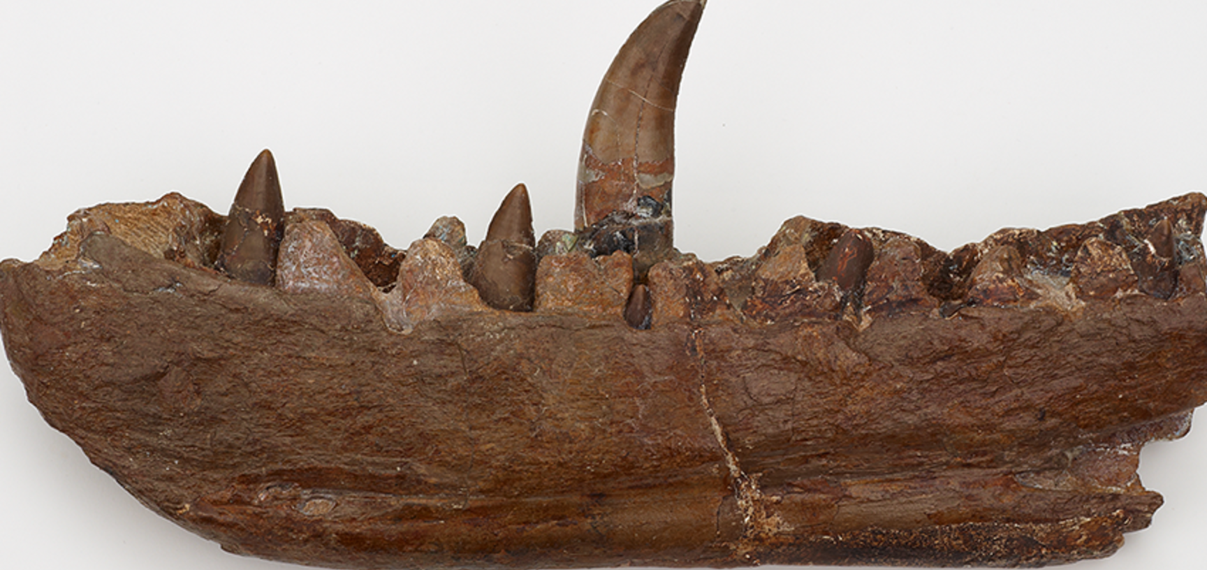 Megalosaurus jaw