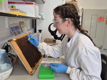 A researcher in a white lab coat, safety goggles, and blue gloves examines a beehive comb using a fine tool. She is seated at a laboratory bench with scientific equipment and notes in the background.