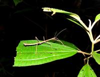 A stick insect on a leaf