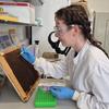 A researcher in a white lab coat, safety goggles, and blue gloves examines a beehive comb using a fine tool. She is seated at a laboratory bench with scientific equipment and notes in the background.