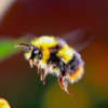 A bumblebee hovering over a flower