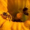 pollinators